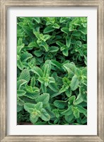 Framed Mint Leaves for Brewing Traditional Tea, Morocco