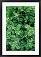 Framed Mint Leaves for Brewing Traditional Tea, Morocco