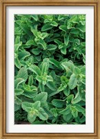 Framed Mint Leaves for Brewing Traditional Tea, Morocco