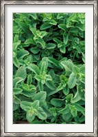 Framed Mint Leaves for Brewing Traditional Tea, Morocco