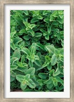 Framed Mint Leaves for Brewing Traditional Tea, Morocco