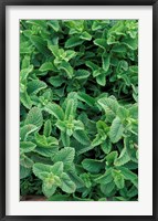 Framed Mint Leaves for Brewing Traditional Tea, Morocco