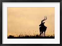 Framed Impala With Oxpecker Bird, Nakuru National Park, Kenya