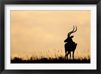 Framed Impala With Oxpecker Bird, Nakuru National Park, Kenya