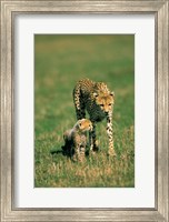 Framed Kenya, Masai Mara Game Reserve, Cheetah with cub