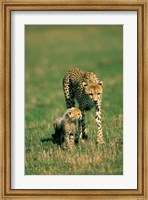 Framed Kenya, Masai Mara Game Reserve, Cheetah with cub