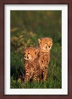 Framed Cheetah cubs, Kenya