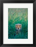 Framed Kenya, Masai Mara GR, Cheetah cub in tall grass