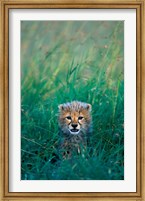 Framed Kenya, Masai Mara GR, Cheetah cub in tall grass