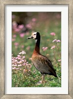 Framed Knob-billed Duck, La Madraka, Madagascar