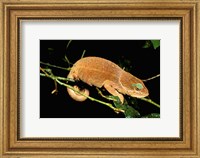 Framed Malagasy Chameleon on Branch, Montagne D'Ambre National Park, Madagascar