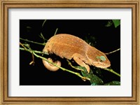 Framed Malagasy Chameleon on Branch, Montagne D'Ambre National Park, Madagascar