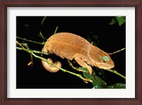 Framed Malagasy Chameleon on Branch, Montagne D'Ambre National Park, Madagascar