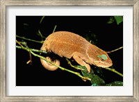 Framed Malagasy Chameleon on Branch, Montagne D'Ambre National Park, Madagascar