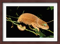 Framed Malagasy Chameleon on Branch, Montagne D'Ambre National Park, Madagascar