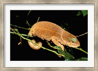 Framed Malagasy Chameleon on Branch, Montagne D'Ambre National Park, Madagascar