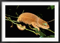 Framed Malagasy Chameleon on Branch, Montagne D'Ambre National Park, Madagascar