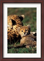 Framed Kenya, Masai Mara Game Reserve. Cheetah cub