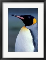 Framed King Penguin, South Georgia Island, Antarctica