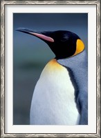 Framed King Penguin, South Georgia Island, Antarctica