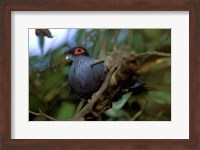 Framed Madagascar, Ranamafana, blue pigeon, bird