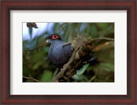 Framed Madagascar, Ranamafana, blue pigeon, bird