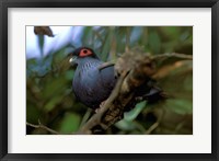 Framed Madagascar, Ranamafana, blue pigeon, bird