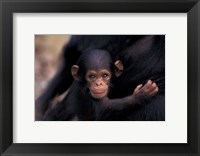 Framed Infant Chimpanzee, Gombe National Park, Tanzania