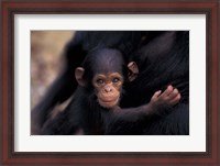 Framed Infant Chimpanzee, Gombe National Park, Tanzania