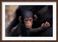 Framed Infant Chimpanzee, Gombe National Park, Tanzania
