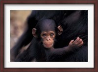 Framed Infant Chimpanzee, Gombe National Park, Tanzania