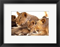 Framed Lion cub among female lions, Samburu National Game Reserve, Kenya