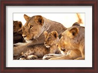 Framed Lion cub among female lions, Samburu National Game Reserve, Kenya