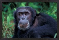 Framed Male Chimpanzee Relaxing, Gombe National Park, Tanzania