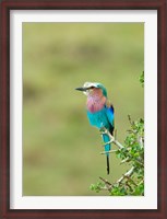 Framed Kenya, Masai Mara. Lilac-breasted roller bird