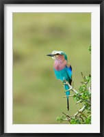 Framed Kenya, Masai Mara. Lilac-breasted roller bird