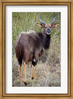Framed Male Nyala, Zulu Nyala Game Reserve, Kwazulu Natal, South Africa