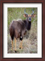 Framed Male Nyala, Zulu Nyala Game Reserve, Kwazulu Natal, South Africa