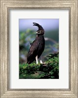 Framed Kenya. Long-crested Eagle (lophaetus occipitalis)