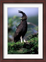 Framed Kenya. Long-crested Eagle (lophaetus occipitalis)