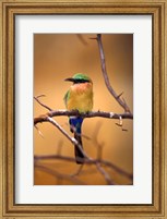 Framed Kenya. Red-throated bee eater bird-