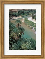 Framed Lush Palms Line the Banks of the Oued (River) Ziz, Morocco