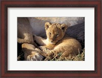 Framed Kenya, Masai Mara. Six week old Lion cub (Panthera leo)