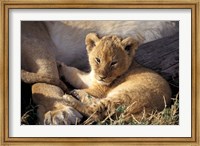 Framed Kenya, Masai Mara. Six week old Lion cub (Panthera leo)