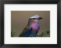 Framed Kenya, Masai Mara, Lilac-breasted Roller bird