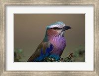 Framed Kenya, Masai Mara, Lilac-breasted Roller bird