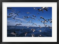 Framed Kelp Gulls, South Africa