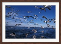 Framed Kelp Gulls, South Africa