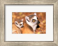 Framed Madagascar, Berenty Reserve, Ring-tailed lemur primates