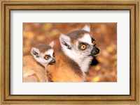 Framed Madagascar, Berenty Reserve, Ring-tailed lemur primates